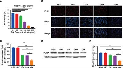 IDO Inhibitor and Gallic Acid Cross-Linked Small Molecule Drug Synergistic Treatment of Melanoma